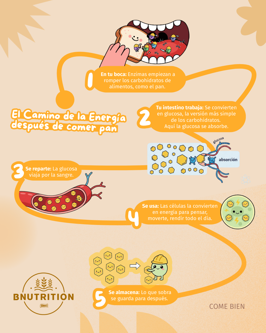 Como el pan se tranforma en energía
